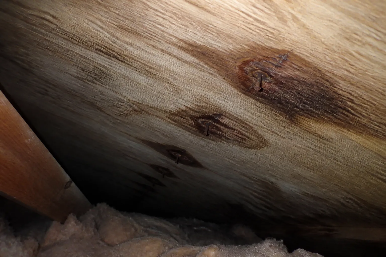 The underside of plywood roof decking seen from inside an attic, with fastener tips protruding through and each one ringed by a dark water stain, forming a line across the wood