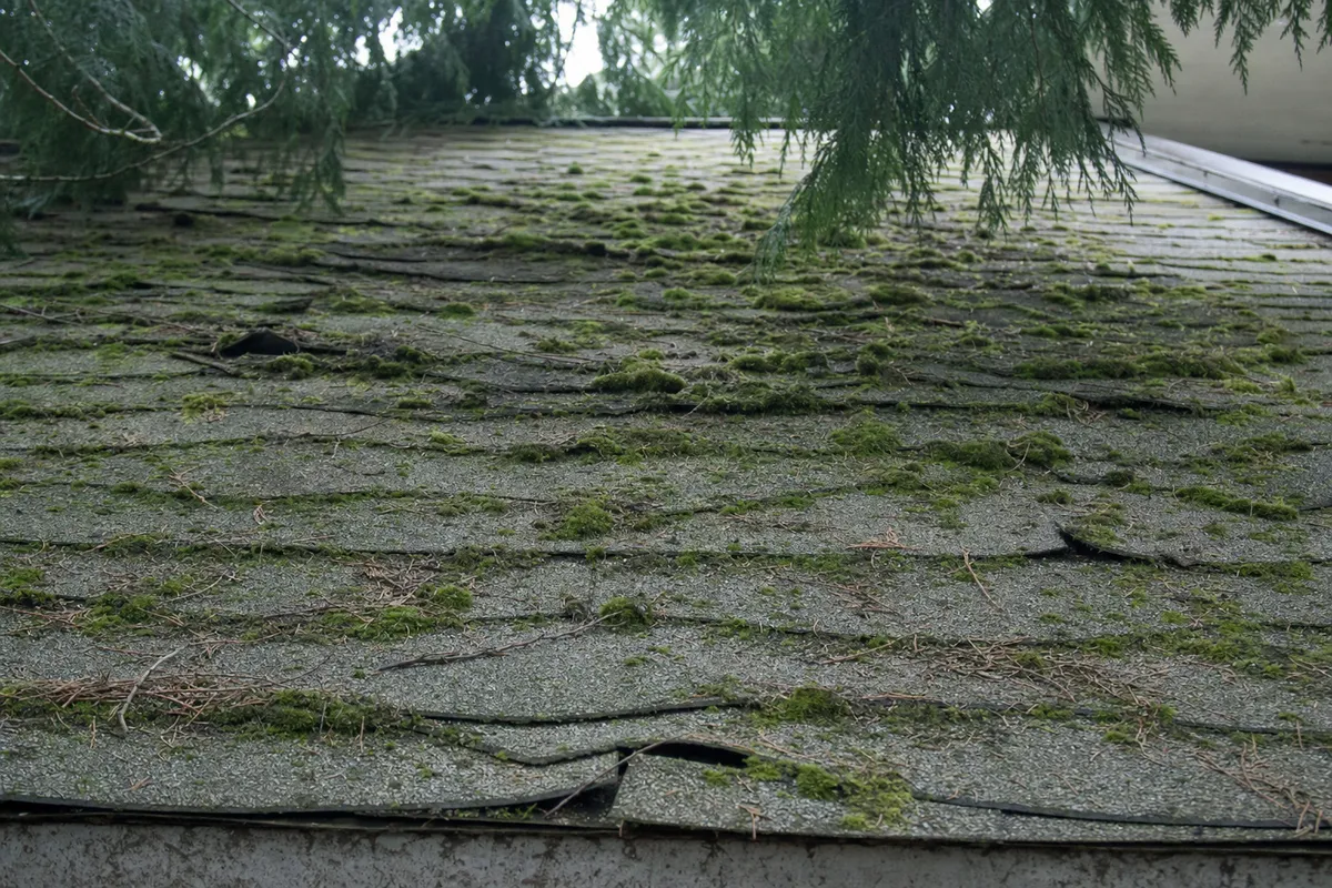 Thick green moss growing along the shaded slope of a residential asphalt shingle roof, lifting the shingle edges