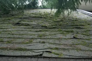 Thick green moss growing along the shaded slope of a residential asphalt shingle roof, lifting the shingle edges