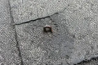 A rusted staple driven through the face of a weathered asphalt shingle, granules worn away and a dark moisture stain spreading from the puncture